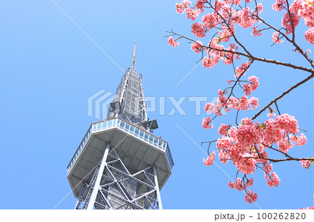 名古屋市、河津桜と名古屋テレビ塔の風景 名古屋市、河津桜と名古屋テレビ塔の風景 100262820