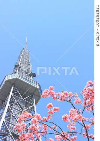 名古屋市、河津桜と名古屋テレビ塔の風景 名古屋市、河津桜と名古屋テレビ塔の風景 100262821