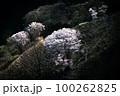日陰と桜 100262825