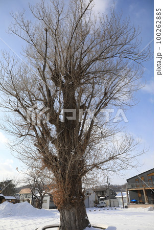 とうや水の駅にあるいのちの樹 100262885