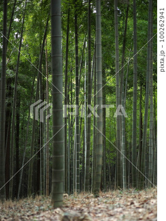枯れ葉の向こうに育つ緑の竹林 100262941