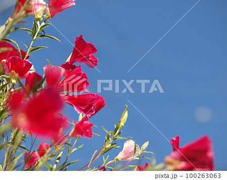 青空とゴデチャの花 100263063