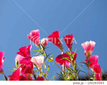 青空とゴデチャの花 100263065