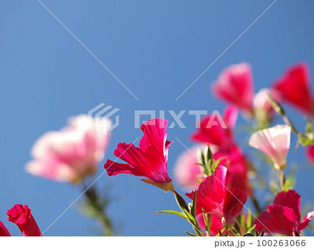 青空とゴデチャの花 100263066
