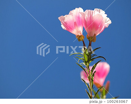 青空とゴデチャの花 100263067