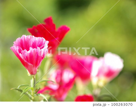ゴデチャの花のアップ 100263070