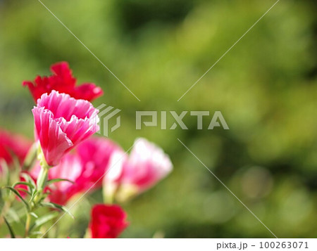 ゴデチャの花のアップ ゴデチャの花のアップ 100263071