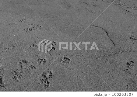 砂浜についた犬の足跡 100263307