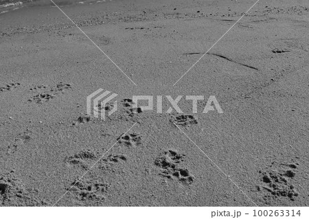 砂浜についた犬の足跡 砂浜についた犬の足跡 100263314