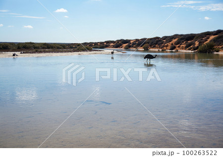 シャーク湾の浅瀬を歩く野生のエミュー 100263522