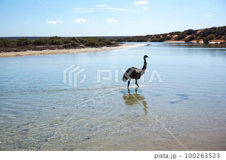 浅瀬を歩く野生のエミュー 100263523