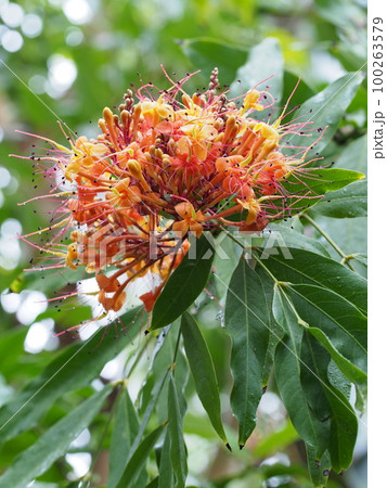 ムユウジュ（無憂樹）の花 100263579