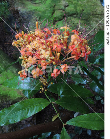 ムユウジュ（無憂樹）の花 100263581