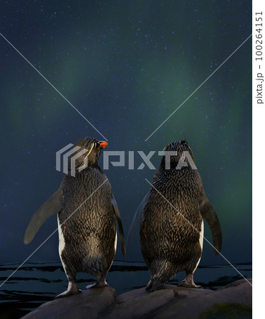 Rockhopper penguins watching aurora australis and stars in the sky on a romantic night 100264151