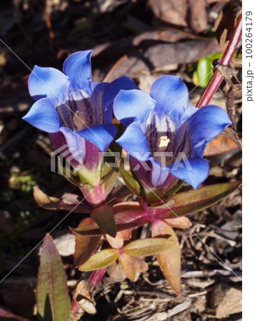 リンドウの青紫色の花 100264179