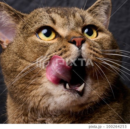 Adult gray stuck out his tongue 100264253