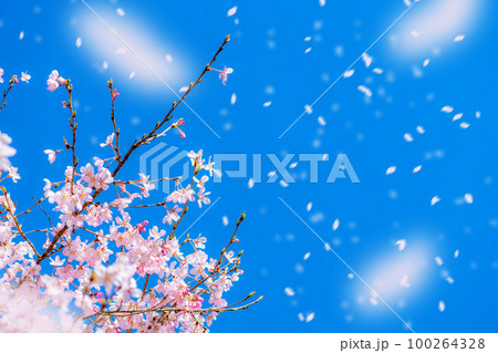 【桜吹雪素材】桜と青空と桜吹雪イメージ【長野県】 100264328