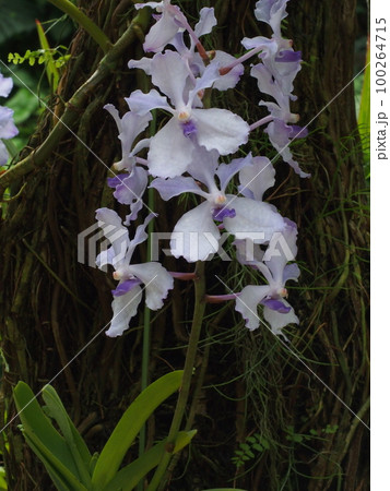 バンダ・コエルレア（セルレア）　Vanda coerulea　　ヒスイラン　バンダの原種 100264715