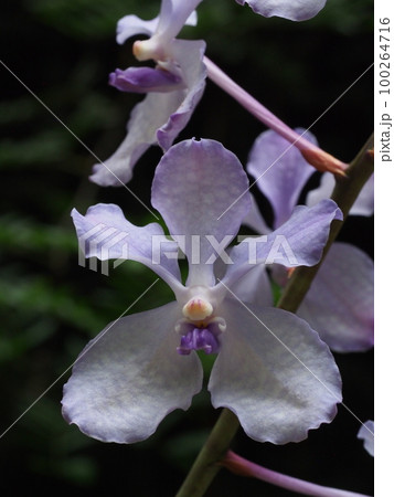 バンダ・コエルレア（セルレア）　Vanda coerulea　　ヒスイラン　バンダの原種 100264716