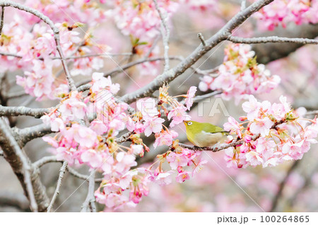 メジロと河津桜 100264865
