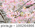 メジロと河津桜 100264866