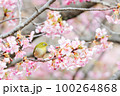 メジロと河津桜 100264868