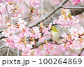 メジロと河津桜 100264869