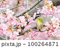 メジロと河津桜 100264871