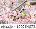 メジロと河津桜 100264873