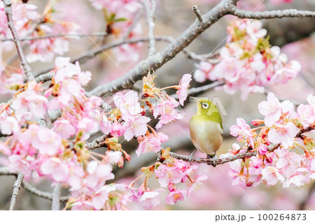 メジロと河津桜 メジロと河津桜 100264873