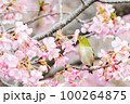 メジロと河津桜 100264875