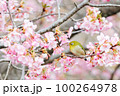 メジロと河津桜 100264978