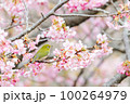 メジロと河津桜 100264979