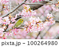 メジロと河津桜 100264980