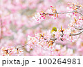 メジロと河津桜 100264981