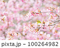メジロと河津桜 100264982