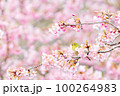 メジロと河津桜 100264983