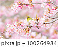メジロと河津桜 100264984