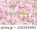 メジロと河津桜 100264985