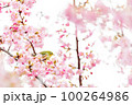 メジロと河津桜 100264986