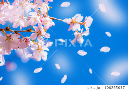 【桜吹雪素材】桜と青空と桜吹雪イメージ【長野県】 100265037