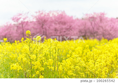 「埼玉県」河津桜と菜の花・見沼田んぼ 「埼玉県」河津桜と菜の花・見沼田んぼ 100265542