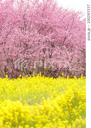「埼玉県」河津桜と菜の花・見沼田んぼ 100265557
