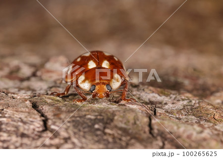 生き物 昆虫 ジュウロクホシテントウ、前から見ると。黒い複眼、短い触角、立派な小あごひげ・・・ 生き物 昆虫 ジュウロクホシテントウ、前から見ると。黒い複眼、短い触角、立派な小あごひげ・・・ 100265625