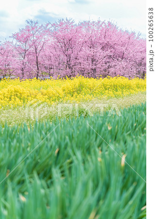 「埼玉県」長ネギ畑と春の花・見沼田んぼ 100265638