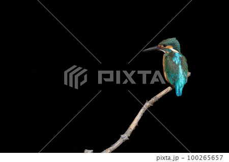 枝にとまっているカワセミの黒バック 100265657