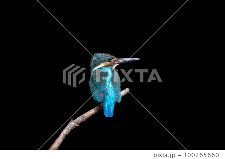 枝にとまっているカワセミの黒バック 100265660