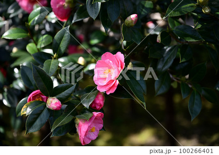 地蔵院 地蔵院 100266401