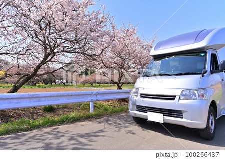 満開の桜並木をドライブ（寒桜）　キャンピングカー 100266437