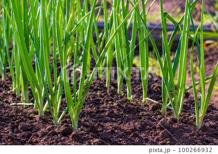 Scallion. Green onions growing in a bed. Salad onions Scallion. Green onions growing in a bed. Salad onions 100266932